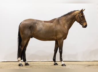 Selle Francais, Wallach, 7 Jahre, 165 cm, Brauner