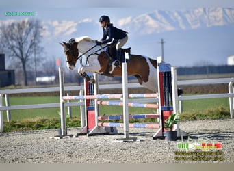 Selle Francais, Wallach, 7 Jahre, 165 cm, Schecke