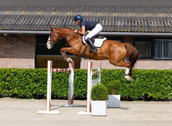Selle Francais, Wallach, 7 Jahre, 166 cm, Fuchs
