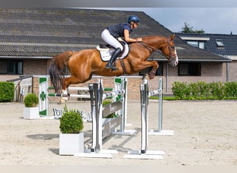 Selle Francais, Wallach, 7 Jahre, 166 cm, Fuchs