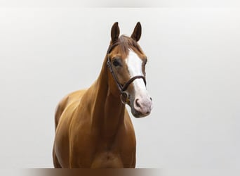 Selle Francais, Wallach, 7 Jahre, 166 cm, Fuchs