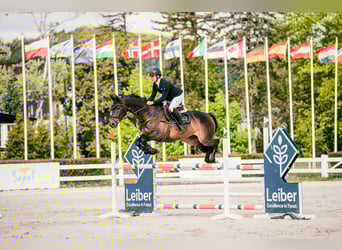 Selle Francais, Wallach, 7 Jahre, 167 cm, Brauner