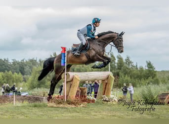 Selle Francais, Wallach, 7 Jahre, 167 cm, Brauner