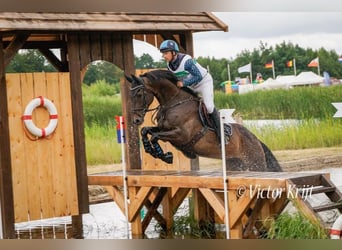 Selle Francais, Wallach, 7 Jahre, 167 cm, Brauner