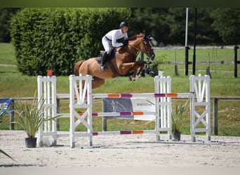 Selle Francais, Wallach, 7 Jahre, 168 cm, Rotfuchs