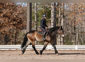 Selle Francais Mix, Wallach, 7 Jahre, 168 cm