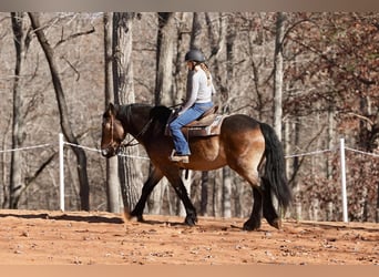 Selle Francais Mix, Wallach, 7 Jahre, 168 cm