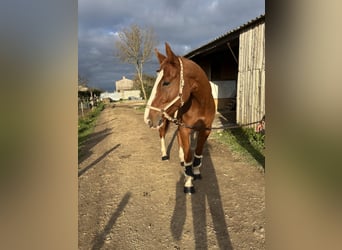 Selle Francais, Wallach, 7 Jahre, 169 cm, Fuchs
