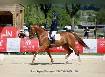 Selle Francais, Wallach, 7 Jahre, 173 cm, Fuchs