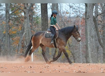 Selle Francais Mix, Wallach, 7 Jahre, Buckskin