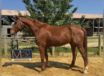 Selle Francais, Wallach, 8 Jahre, 175 cm, Fuchs