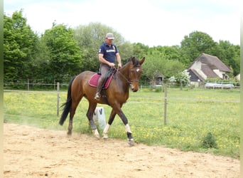 Selle Francais Mix, Wallach, 8 Jahre, 182 cm, Dunkelbrauner