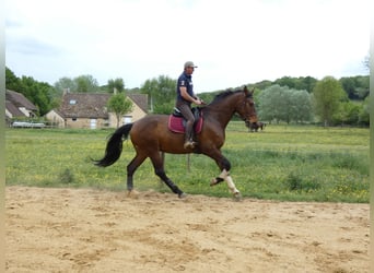 Selle Francais Mix, Wallach, 8 Jahre, 182 cm, Dunkelbrauner