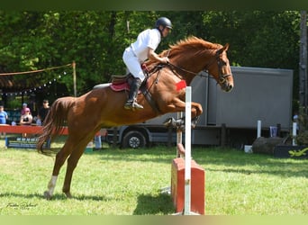 Selle Francais, Wallach, 8 Jahre, Fuchs
