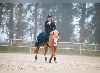 Selle Francais Mix, Wallach, 9 Jahre, 158 cm, Fuchs
