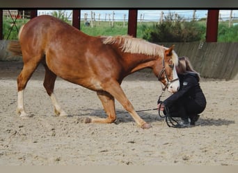 Selle Francais Mix, Wallach, 9 Jahre, 158 cm, Fuchs