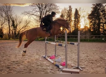 Selle Francais Mix, Wallach, 9 Jahre, 158 cm, Fuchs