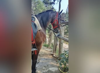 Selle Francais, Wallach, 9 Jahre, 165 cm, Brauner