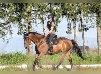 Selle Francais, Wallach, 9 Jahre, 170 cm, Brauner