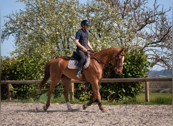 Selle Francais, Wallach, 9 Jahre, 170 cm, Fuchs