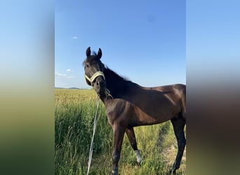 Selle Francais, Wallach, 9 Jahre, 170 cm, Rappe