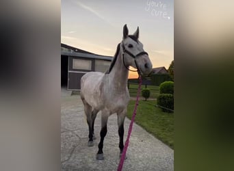 Selle Francais, Wallach, 9 Jahre, 170 cm, Schimmel