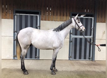 Selle Francais, Wallach, 9 Jahre, 170 cm, Schimmel