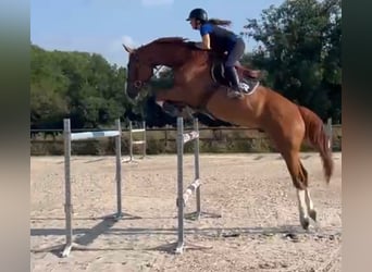 Selle Francais, Wallach, 9 Jahre, 176 cm, Fuchs