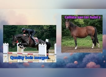 Selle français, Nieznany, Zygota