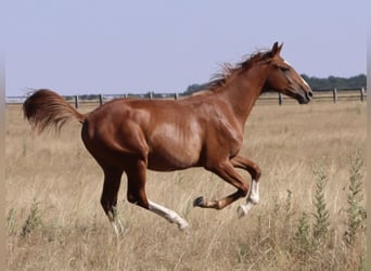 Selle italien, Étalon, 1 Année, Alezan