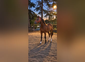 Selle italien, Hongre, 10 Ans, 165 cm, Bai clair