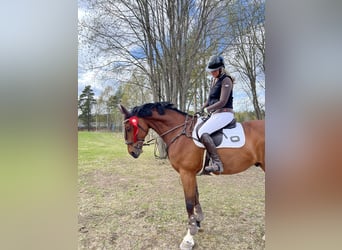 Selle italien, Hongre, 10 Ans, 169 cm, Bai
