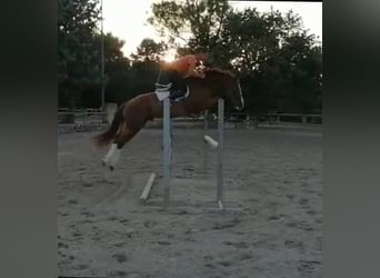 Selle italien, Hongre, 11 Ans, 169 cm