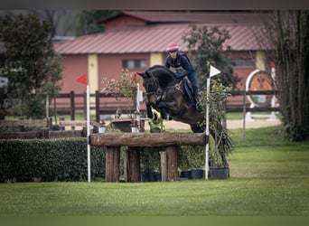 Selle italien, Hongre, 12 Ans, 163 cm, Bai brun