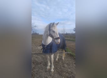 Selle italien, Hongre, 13 Ans, 166 cm, Gris moucheté