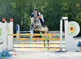 Selle italien, Hongre, 15 Ans, 150 cm, Gris