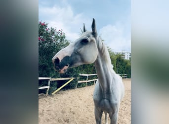 Selle italien, Hongre, 15 Ans, 170 cm, Gris