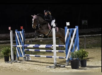 Selle italien, Hongre, 16 Ans