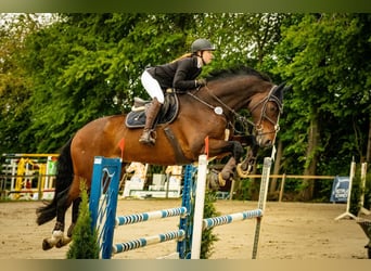 Selle italien, Hongre, 18 Ans, 180 cm, Bai