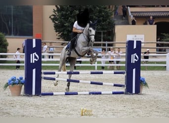 Selle italien, Hongre, 6 Ans, Gris