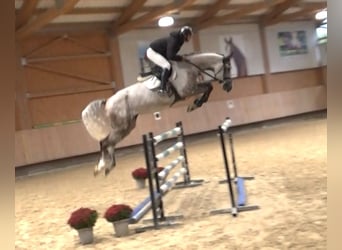 Selle italien, Hongre, 7 Ans, 172 cm, Gris