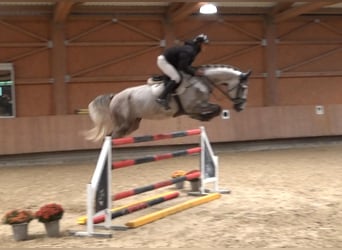 Selle italien, Hongre, 7 Ans, 172 cm, Gris