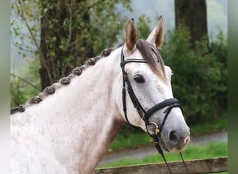 Selle italien, Hongre, 7 Ans, 172 cm, Gris