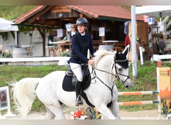 Selle italien, Hongre, 7 Ans, 175 cm, Gris