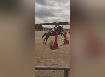 Selle italien, Hongre, 7 Ans