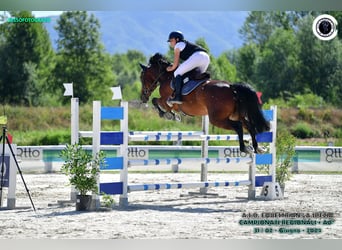 Selle italien, Hongre, 8 Ans, 167 cm, Bai