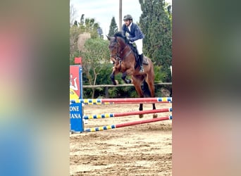 Selle italien, Hongre, 8 Ans, 170 cm, Bai