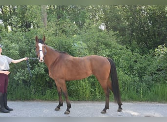 Selle italien, Jument, 11 Ans, 146 cm, Bai