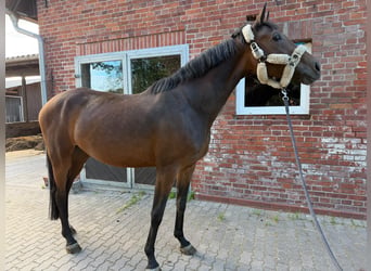 Selle italien, Jument, 12 Ans, 175 cm, Bai