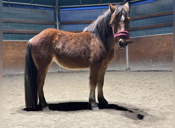 Selle italien, Jument, 3 Ans, 120 cm, Alezan brûlé